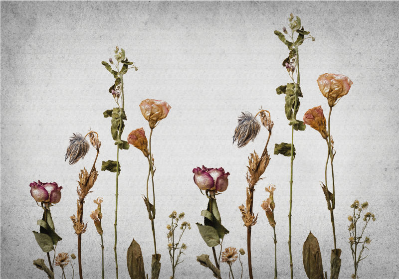 Vinyl Teppich Blumen botanische bilder - TenStickers