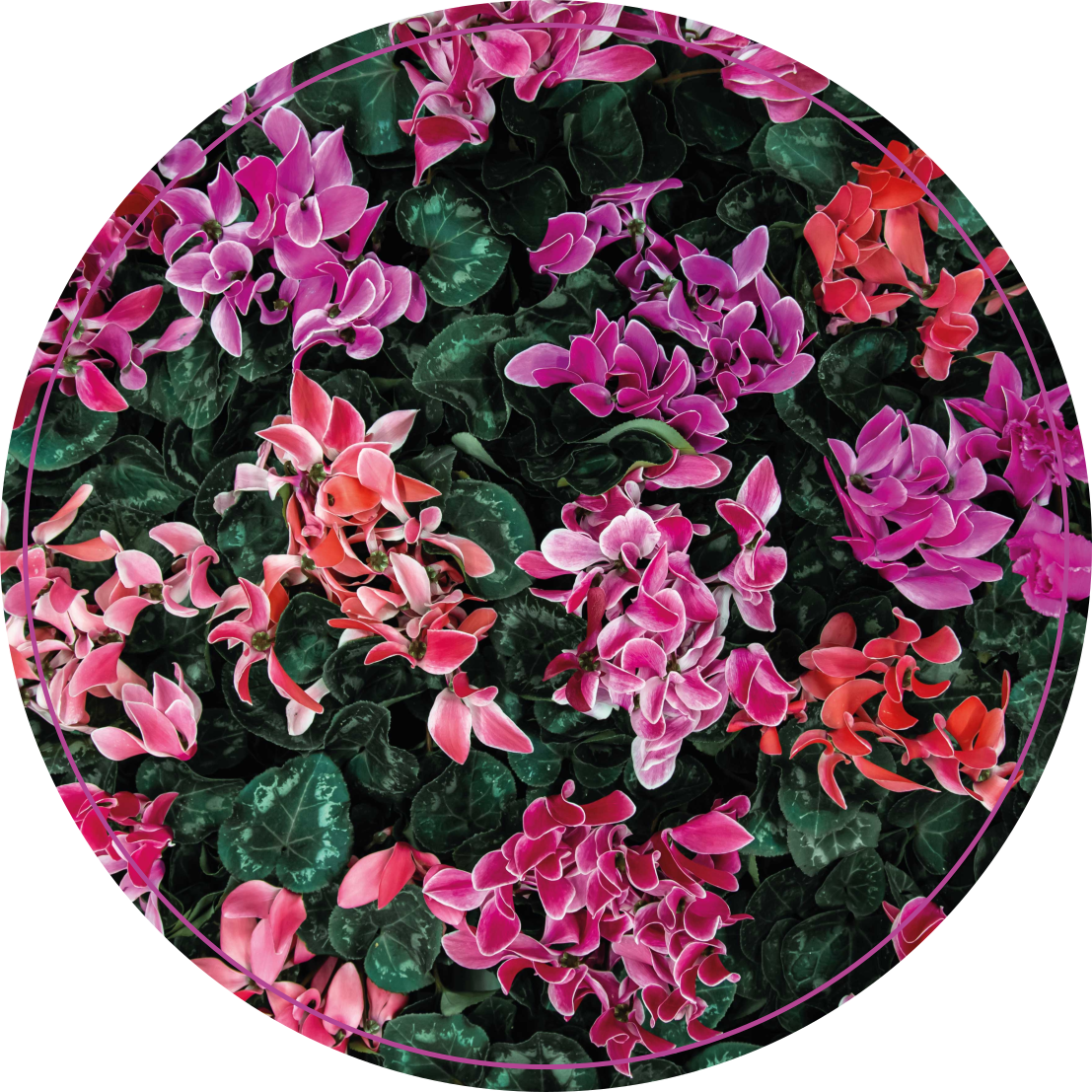 Vinylteppich Blumen Bunte Blumen - TenStickers