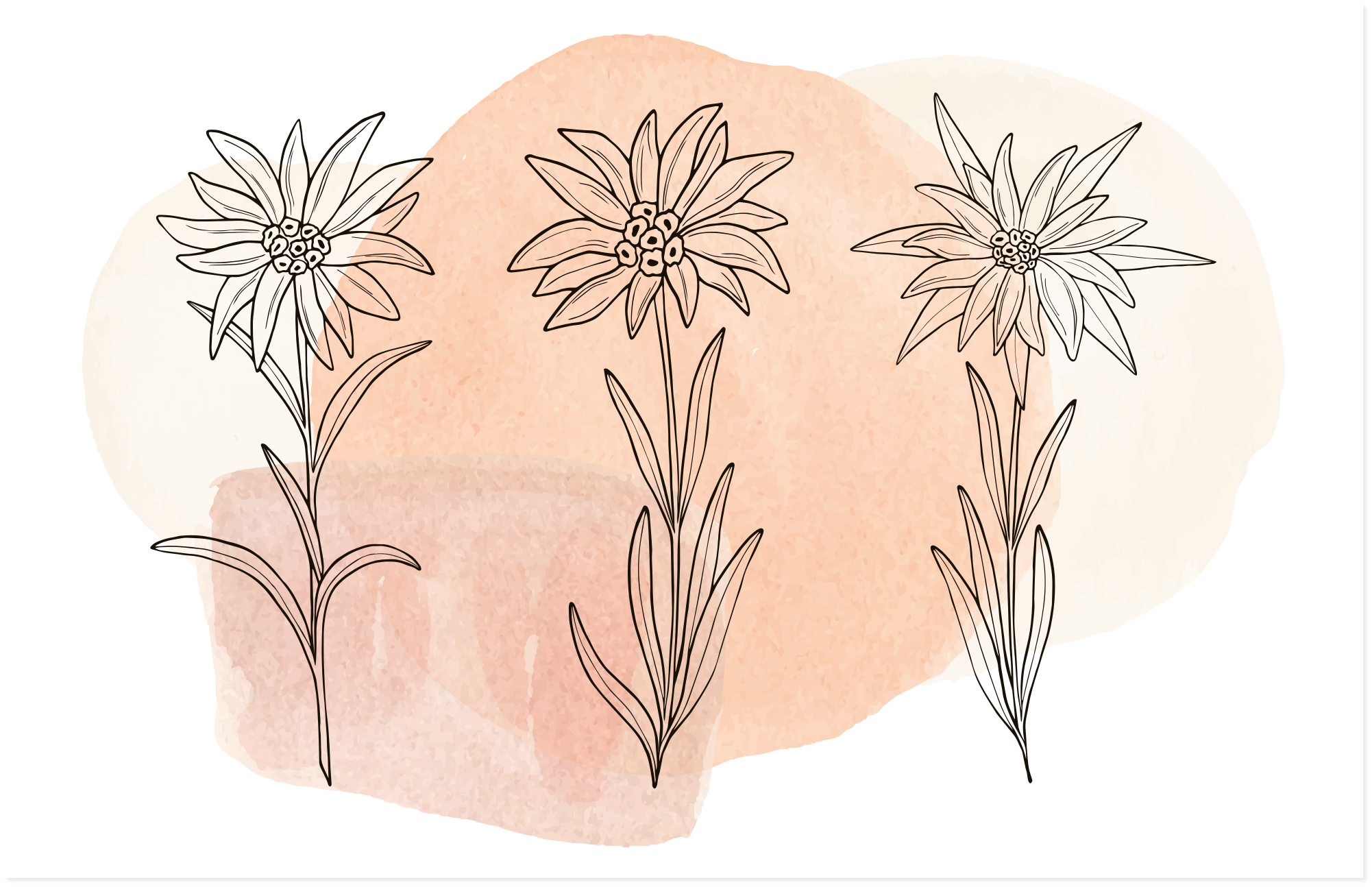 Vinylteppich Blumen Edelweiss Motive - TenStickers