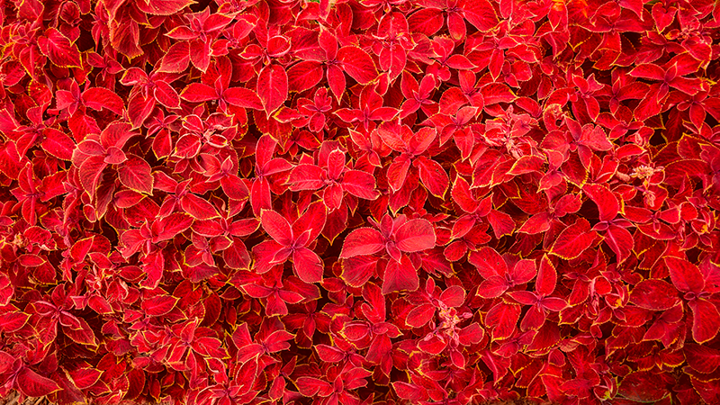 Vinyl Teppich rot blütenblattmuster - TenStickers