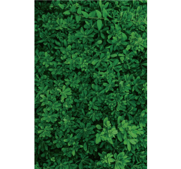 Fototapete wald tiefgrüne natur - TenStickers